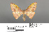  (Heterolocha aristonaria - RMNH.INS.539148)  @11 [ ] CreativeCommons - Attribution Non-Commercial Share-Alike (2013) Unspecified Naturalis, Biodiversity Centre