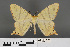  ( - RMNH.INS.539162)  @11 [ ] CreativeCommons - Attribution Non-Commercial Share-Alike (2013) Unspecified Naturalis, Biodiversity Centre
