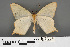  ( - RMNH.INS.539162)  @11 [ ] CreativeCommons - Attribution Non-Commercial Share-Alike (2013) Unspecified Naturalis, Biodiversity Centre