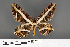  ( - RMNH.INS.539166)  @12 [ ] CreativeCommons - Attribution Non-Commercial Share-Alike (2013) Unspecified Naturalis, Biodiversity Centre