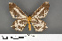  ( - RMNH.INS.539166)  @13 [ ] CreativeCommons - Attribution Non-Commercial Share-Alike (2013) Unspecified Naturalis, Biodiversity Centre