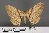  (Dalima lucens - RMNH.INS.539168)  @12 [ ] CreativeCommons - Attribution Non-Commercial Share-Alike (2013) Unspecified Naturalis, Biodiversity Centre