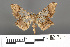  (Krananda semihyalina - RMNH.INS.539171)  @15 [ ] CreativeCommons - Attribution Non-Commercial Share-Alike (2013) Unspecified Naturalis, Biodiversity Centre