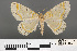  ( - RMNH.INS.539172)  @11 [ ] CreativeCommons - Attribution Non-Commercial Share-Alike (2013) Unspecified Naturalis, Biodiversity Centre