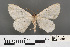  ( - RMNH.INS.539172)  @11 [ ] CreativeCommons - Attribution Non-Commercial Share-Alike (2013) Unspecified Naturalis, Biodiversity Centre