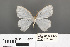  ( - RMNH.INS.539176)  @11 [ ] CreativeCommons - Attribution Non-Commercial Share-Alike (2013) Unspecified Naturalis, Biodiversity Centre