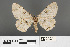  ( - RMNH.INS.539184)  @12 [ ] CreativeCommons - Attribution Non-Commercial Share-Alike (2013) Unspecified Naturalis, Biodiversity Centre
