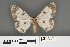  ( - RMNH.INS.539184)  @12 [ ] CreativeCommons - Attribution Non-Commercial Share-Alike (2013) Unspecified Naturalis, Biodiversity Centre