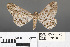  ( - RMNH.INS.539188)  @11 [ ] CreativeCommons - Attribution Non-Commercial Share-Alike (2013) Unspecified Naturalis, Biodiversity Centre