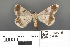  ( - RMNH.INS.539188)  @11 [ ] CreativeCommons - Attribution Non-Commercial Share-Alike (2013) Unspecified Naturalis, Biodiversity Centre