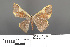  ( - RMNH.INS.539203)  @11 [ ] CreativeCommons - Attribution Non-Commercial Share-Alike (2013) Unspecified Naturalis, Biodiversity Centre