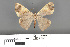  ( - RMNH.INS.539203)  @11 [ ] CreativeCommons - Attribution Non-Commercial Share-Alike (2013) Unspecified Naturalis, Biodiversity Centre
