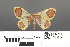  ( - RMNH.INS.539204)  @11 [ ] CreativeCommons - Attribution Non-Commercial Share-Alike (2013) Unspecified Naturalis, Biodiversity Centre