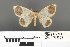  ( - RMNH.INS.539204)  @11 [ ] CreativeCommons - Attribution Non-Commercial Share-Alike (2013) Unspecified Naturalis, Biodiversity Centre