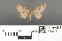  ( - RMNH.INS.539216)  @11 [ ] CreativeCommons - Attribution Non-Commercial Share-Alike (2013) Unspecified Naturalis, Biodiversity Centre
