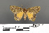  ( - RMNH.INS.539217)  @11 [ ] CreativeCommons - Attribution Non-Commercial Share-Alike (2013) Unspecified Naturalis, Biodiversity Centre