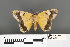  ( - RMNH.INS.539217)  @11 [ ] CreativeCommons - Attribution Non-Commercial Share-Alike (2013) Unspecified Naturalis, Biodiversity Centre