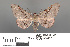  ( - RMNH.INS.539220)  @11 [ ] CreativeCommons - Attribution Non-Commercial Share-Alike (2013) Unspecified Naturalis, Biodiversity Centre