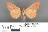  ( - RMNH.INS.539220)  @11 [ ] CreativeCommons - Attribution Non-Commercial Share-Alike (2013) Unspecified Naturalis, Biodiversity Centre