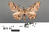  ( - RMNH.INS.539222)  @11 [ ] CreativeCommons - Attribution Non-Commercial Share-Alike (2013) Unspecified Naturalis, Biodiversity Centre