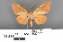  ( - RMNH.INS.539222)  @11 [ ] CreativeCommons - Attribution Non-Commercial Share-Alike (2013) Unspecified Naturalis, Biodiversity Centre