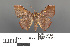  ( - RMNH.INS.539223)  @11 [ ] CreativeCommons - Attribution Non-Commercial Share-Alike (2013) Unspecified Naturalis, Biodiversity Centre