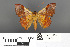  ( - RMNH.INS.539223)  @11 [ ] CreativeCommons - Attribution Non-Commercial Share-Alike (2013) Unspecified Naturalis, Biodiversity Centre