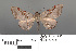  ( - RMNH.INS.539224)  @11 [ ] CreativeCommons - Attribution Non-Commercial Share-Alike (2013) Unspecified Naturalis, Biodiversity Centre