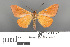  ( - RMNH.INS.539224)  @11 [ ] CreativeCommons - Attribution Non-Commercial Share-Alike (2013) Unspecified Naturalis, Biodiversity Centre