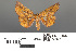  ( - RMNH.INS.539230)  @11 [ ] CreativeCommons - Attribution Non-Commercial Share-Alike (2013) Unspecified Naturalis, Biodiversity Centre