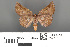  ( - RMNH.INS.539230)  @11 [ ] CreativeCommons - Attribution Non-Commercial Share-Alike (2013) Unspecified Naturalis, Biodiversity Centre