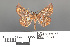  ( - RMNH.INS.539231)  @11 [ ] CreativeCommons - Attribution Non-Commercial Share-Alike (2013) Unspecified Naturalis, Biodiversity Centre