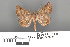  ( - RMNH.INS.539231)  @11 [ ] CreativeCommons - Attribution Non-Commercial Share-Alike (2013) Unspecified Naturalis, Biodiversity Centre
