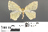  ( - RMNH.INS.539233)  @11 [ ] CreativeCommons - Attribution Non-Commercial Share-Alike (2013) Unspecified Naturalis, Biodiversity Centre