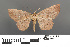  (Zethenia albonotaria - RMNH.INS.539237)  @11 [ ] CreativeCommons - Attribution Non-Commercial Share-Alike (2013) Unspecified Naturalis, Biodiversity Centre