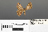  ( - RMNH.INS.539246)  @11 [ ] CreativeCommons - Attribution Non-Commercial Share-Alike (2013) Unspecified Naturalis, Biodiversity Centre