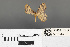  ( - RMNH.INS.539246)  @11 [ ] CreativeCommons - Attribution Non-Commercial Share-Alike (2013) Unspecified Naturalis, Biodiversity Centre