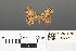  ( - RMNH.INS.539247)  @13 [ ] CreativeCommons - Attribution Non-Commercial Share-Alike (2013) Unspecified Naturalis, Biodiversity Centre