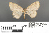  ( - RMNH.INS.539249)  @11 [ ] CreativeCommons - Attribution Non-Commercial Share-Alike (2013) Unspecified Naturalis, Biodiversity Centre