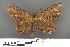  (Medasina creataria - RMNH.INS.539259)  @13 [ ] CreativeCommons - Attribution Non-Commercial Share-Alike (2013) Unspecified Naturalis, Biodiversity Centre