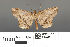  (Semiothisa ozararia - RMNH.INS.539266)  @11 [ ] CreativeCommons - Attribution Non-Commercial Share-Alike (2013) Unspecified Naturalis, Biodiversity Centre