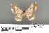  ( - RMNH.INS.539267)  @11 [ ] CreativeCommons - Attribution Non-Commercial Share-Alike (2013) Unspecified Naturalis, Biodiversity Centre