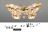  ( - RMNH.INS.539268)  @11 [ ] CreativeCommons - Attribution Non-Commercial Share-Alike (2013) Unspecified Naturalis, Biodiversity Centre