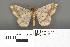  ( - RMNH.INS.539268)  @11 [ ] CreativeCommons - Attribution Non-Commercial Share-Alike (2013) Unspecified Naturalis, Biodiversity Centre
