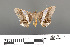  (Semiothisa eloenora - RMNH.INS.539272)  @11 [ ] CreativeCommons - Attribution Non-Commercial Share-Alike (2013) Unspecified Naturalis, Biodiversity Centre