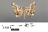  (Godonela hebesata - RMNH.INS.539275)  @13 [ ] CreativeCommons - Attribution Non-Commercial Share-Alike (2013) Unspecified Naturalis, Biodiversity Centre