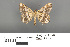  ( - RMNH.INS.539275)  @13 [ ] CreativeCommons - Attribution Non-Commercial Share-Alike (2013) Unspecified Naturalis, Biodiversity Centre