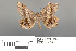  (Semiothisa xanthonoras - RMNH.INS.539276)  @13 [ ] CreativeCommons - Attribution Non-Commercial Share-Alike (2013) Unspecified Naturalis, Biodiversity Centre