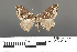  (Ecliptopera rectilinea - RMNH.INS.539277)  @14 [ ] CreativeCommons - Attribution Non-Commercial Share-Alike (2013) Unspecified Naturalis, Biodiversity Centre