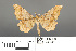  ( - RMNH.INS.539282)  @12 [ ] CreativeCommons - Attribution Non-Commercial Share-Alike (2013) Unspecified Naturalis, Biodiversity Centre